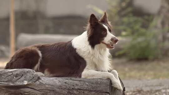 德国 牧羊犬 边牧