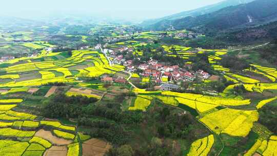 美丽乡村油菜花航拍