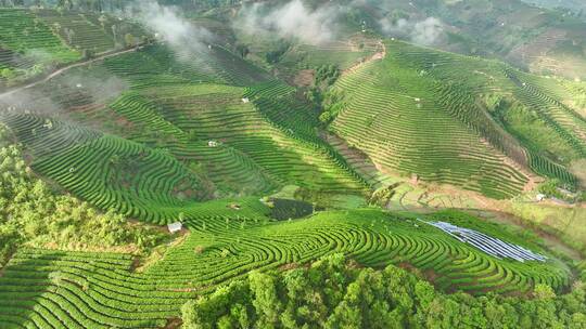 航拍茶山茶园