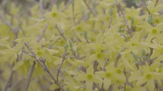 迎春花开特写LOG