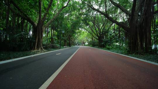 森林公园里的林荫大道林间小路