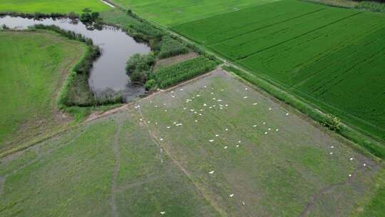 新农村乡村农民田野三农航拍