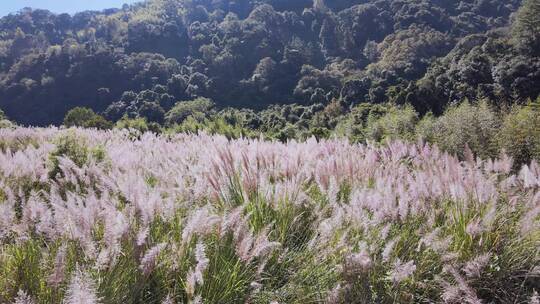 乡村芦苇荡大片随风中摇曳山中航拍高清素材