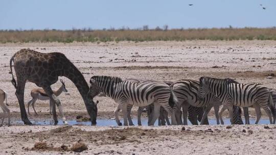 长颈鹿和一群斑马吓得跑到一个水坑里