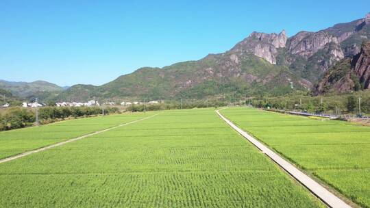 现代农业 田园风光 春天的田野