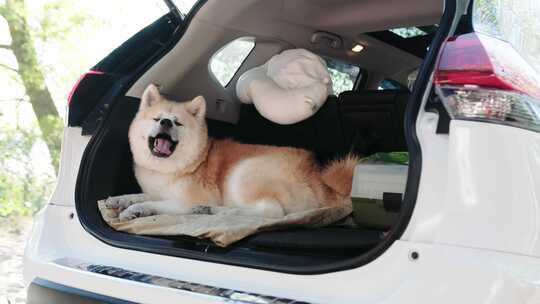 可爱的秋田犬躺在敞开的汽车后备箱慢动作