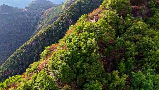 三峡红叶