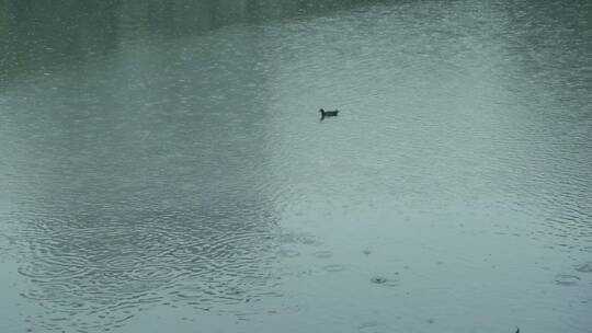 池塘里游泳的野鸭