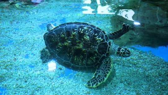 海龟爬行【4k原创】