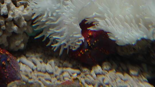 【镜头合集】白色海葵触手珊瑚海洋和生物