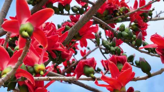 盛开的木棉花特写