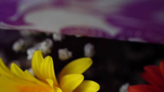 彩色非洲-菊-花-束宏视频素材模板下载