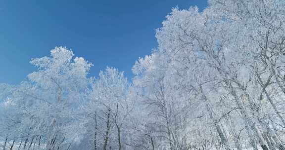 雾凇 雪景 纯净 唯美 冬季