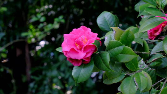 蜜蜂飞舞采蜜山茶花