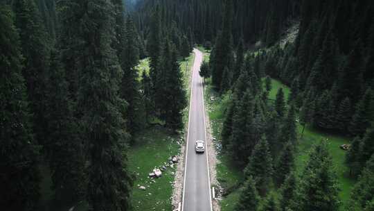 行驶在森林公路上的汽车