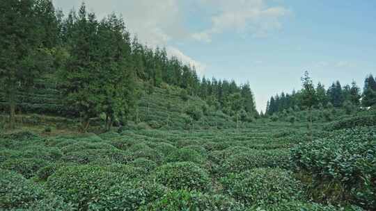 【正版素材】四川雅安荥经县茶园1054