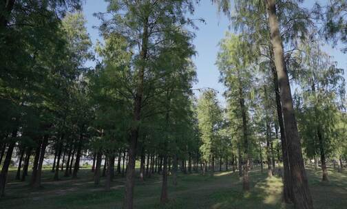 树林环境,森林大全景,镜头缓缓往前推