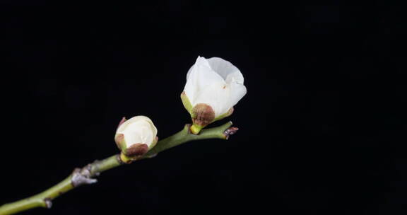 白色梅花花朵开花的延时