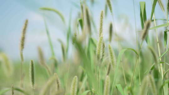 草丛草地狗尾草