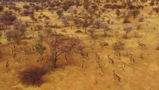 羚羊迁徙穿过埃林迪纳米比亚附近的非洲丛林