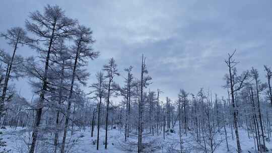 大兴安岭林海雪原雪林