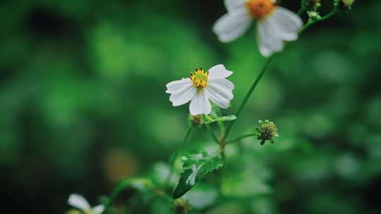 【正版素材】春天植物