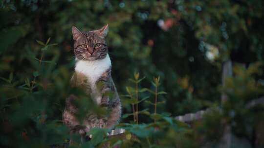 野外猫咪站在树枝上眺望