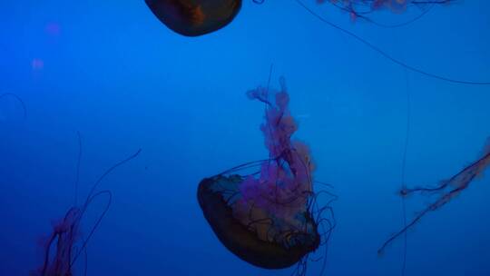 特写深海神秘巨型水母海蜇