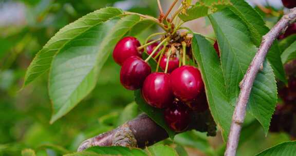 Cherrys，叶子，树枝