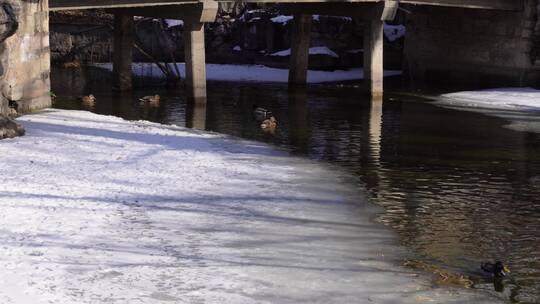 冬季结冰湖面上的水禽鸭子鸳鸯天鹅视频素材模板下载
