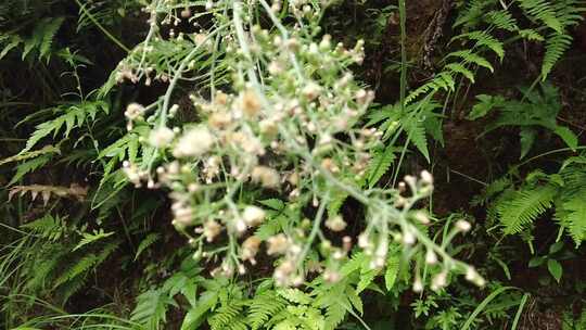 大自然野生植物野草实拍