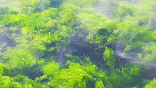 清澈流水水草视频素材模板下载