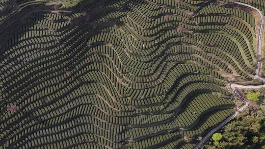 茶叶茶绿茶采茶茶山春茶茶园4K实拍