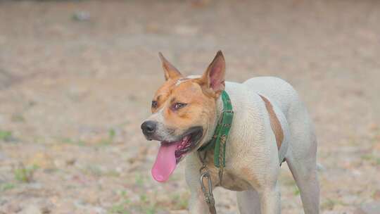 猛犬俱乐部：猎犬形态表情特写