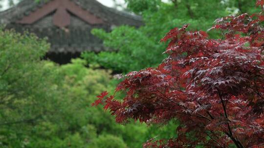 123 杭州 寺庙 古建筑 下雨天 屋檐 树枝