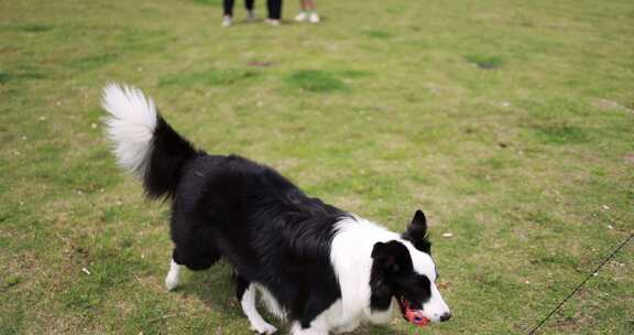 草地上的宠物狗 边境牧羊犬