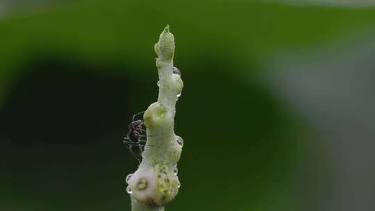 大黑蚂蚁爬行绿植枝头的微距升格特写