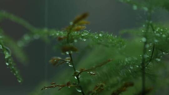 雨中的植物特写
