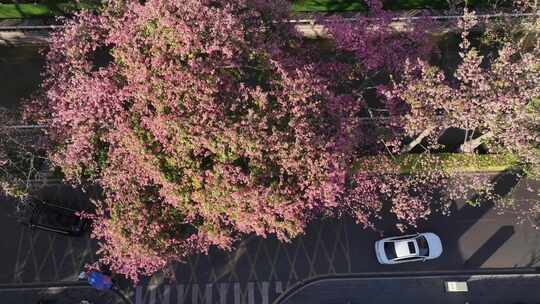 中国广东省广州市荔湾区坦尾美丽异木棉