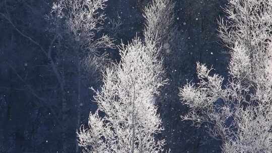 阳光下森林里飘落的雪花