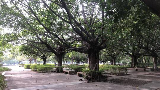 公园里的大榕树