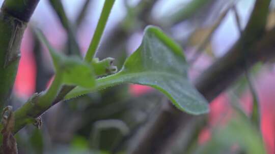 植物叶子特写自然盆栽4K视频素材