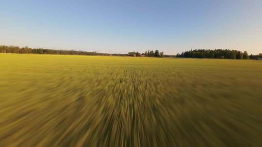 FPV穿越机无人机航拍稻田麦田田野农场牧场