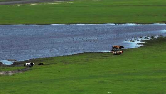 内蒙古大草原上悠闲饮水的马群