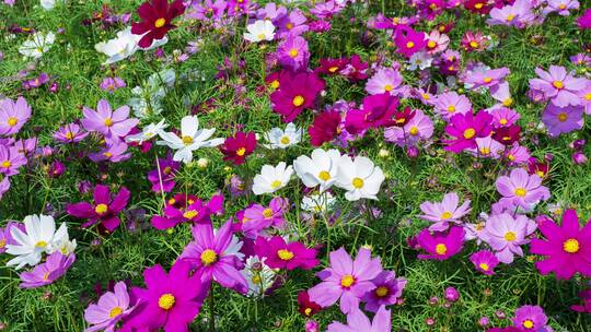 格桑花波斯菊花海