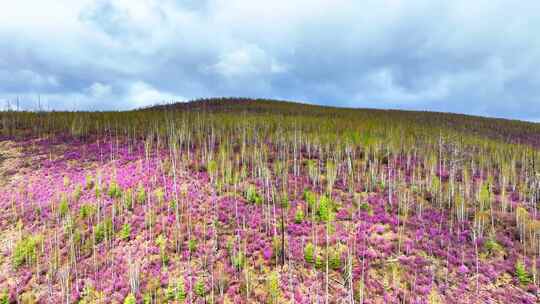 航拍大兴安岭春季山林杜鹃花海