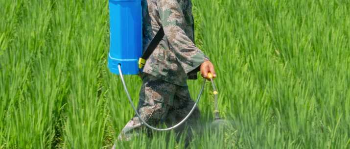 水稻水田除草打农药