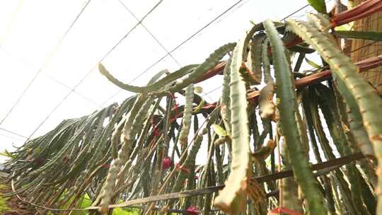 火龙果种植基地