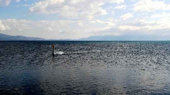 夏季新疆赛里木湖风景区湖面游泳的白天鹅