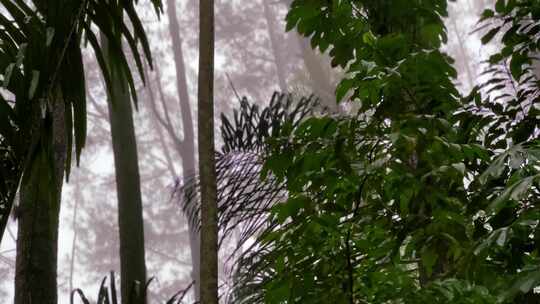 雾森林下雨。热带森林暴雨。